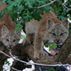 Illustration for article titled ZOMG MORE CANADIAN LYNX KITTENS!!!